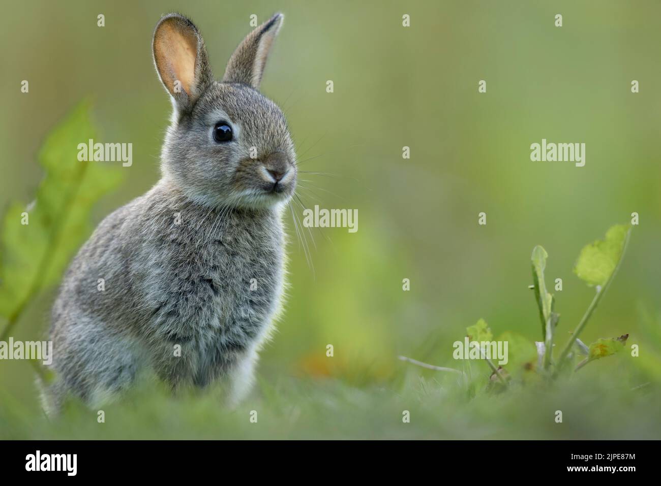Lapin beau dans la prairie. Banque D'Images