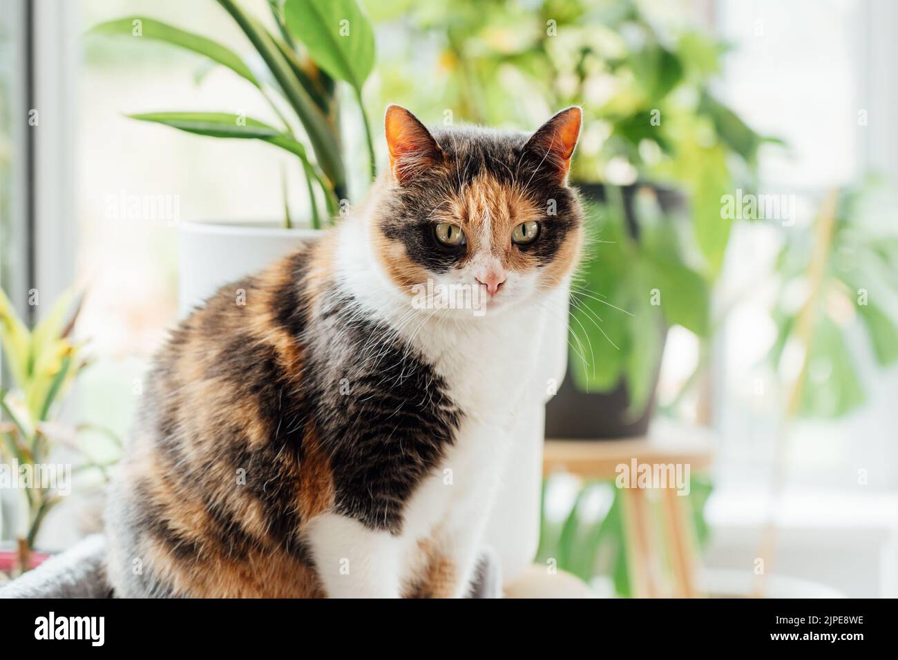 Chat multicolore assis sur le fond de beaucoup de plantes de maison en pot vertes avec grande fenêtre à la maison véranda. Plantes d'intérieur en pleine croissance, jungle urbaine, Banque D'Images Chat multicolore assis sur le fond de beaucoup de plantes de maison en pot vertes avec grande fenêtre à la maison véranda. Plantes d'intérieur en pleine croissance, jungle urbaine, Banque D'Images