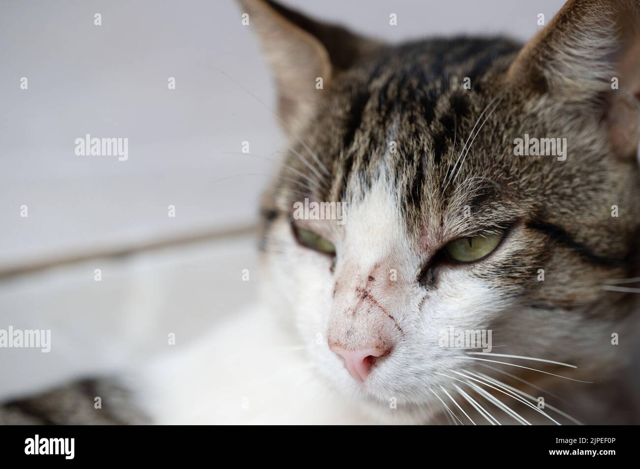 Maladie Des Griffes Du Chat Banque De Photographies Et D Images A Haute Resolution Alamy