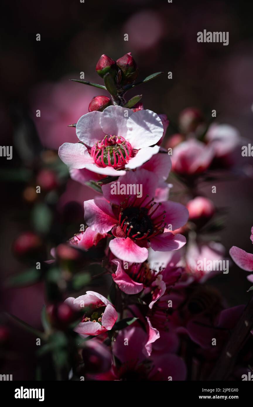 Une photo verticale d'un Leptospermum scoparium fleurs poussant dans le jardin Banque D'Images
