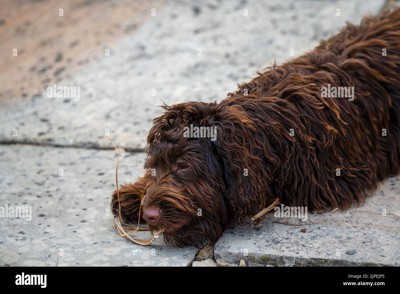 gros plan d'un chiot blacolait brun rouge à nez rose, yeux tournés vers l'appareil photo Banque D'Images