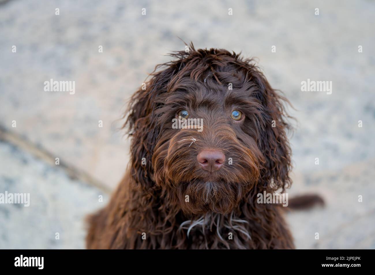 gros plan d'un chiot blacolait brun rouge à nez rose, yeux tournés vers l'appareil photo Banque D'Images