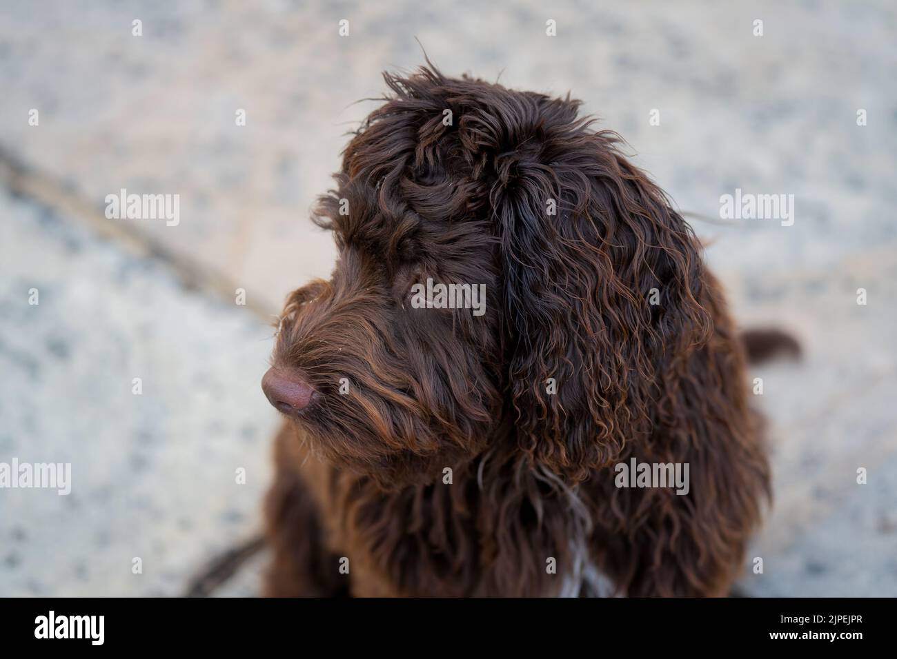 gros plan d'un chiot blacolait brun rouge à nez rose, yeux tournés vers l'appareil photo Banque D'Images