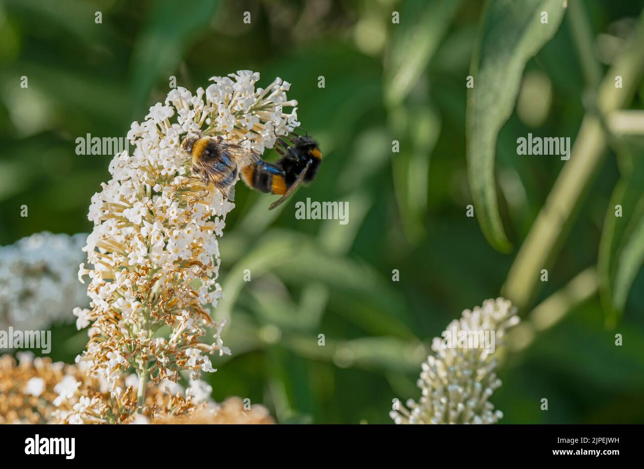 Bumblebees (Bombus) se nourrissant sur une buddleja buddleia fleurs blanches Banque D'Images