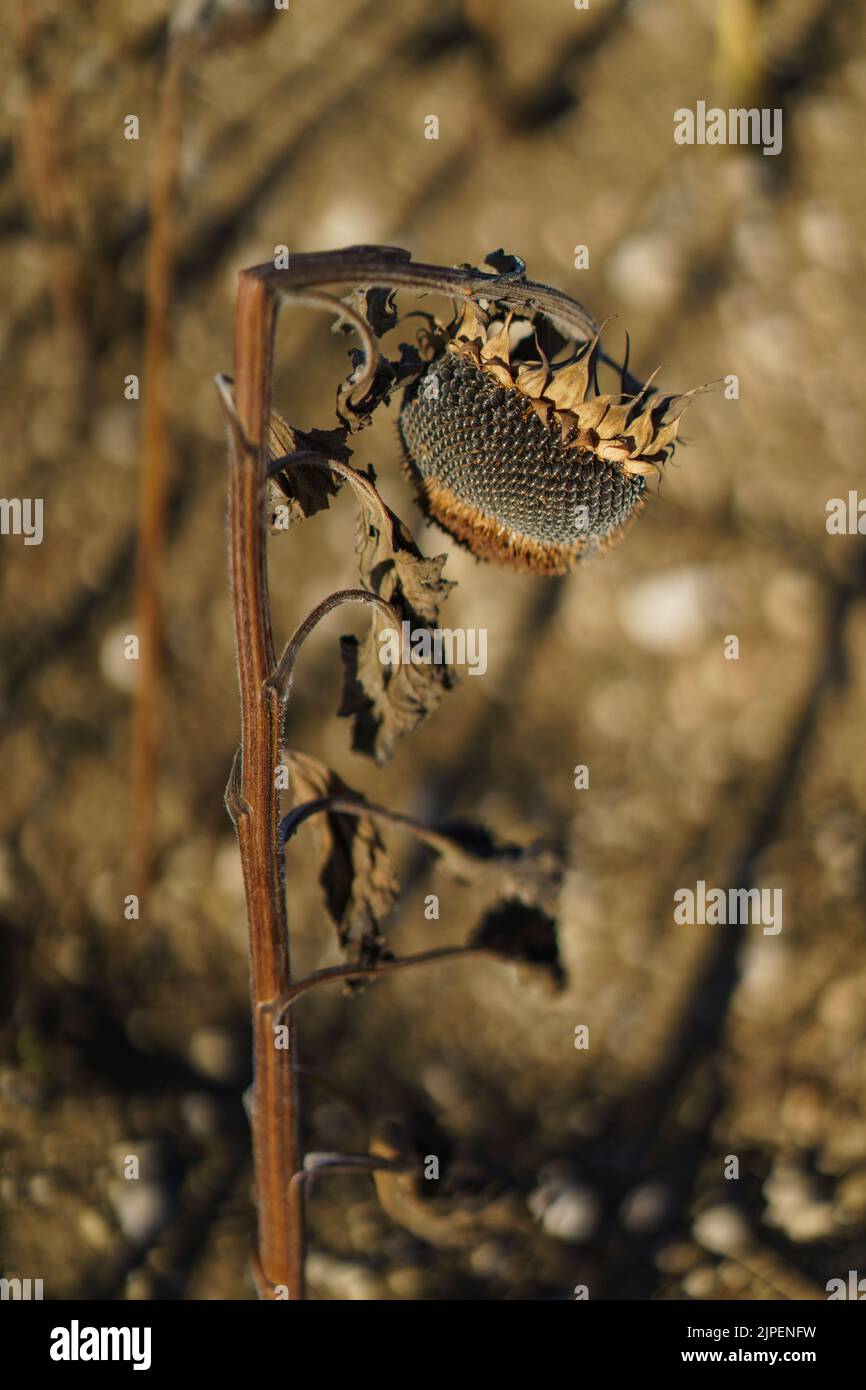 FRANCE: Météo - tournesols morts dans un champ, en dehors de Condom, France en août 2022. Alerte mondiale et changement climatique. © crédit : David Levenson/Alay Banque D'Images