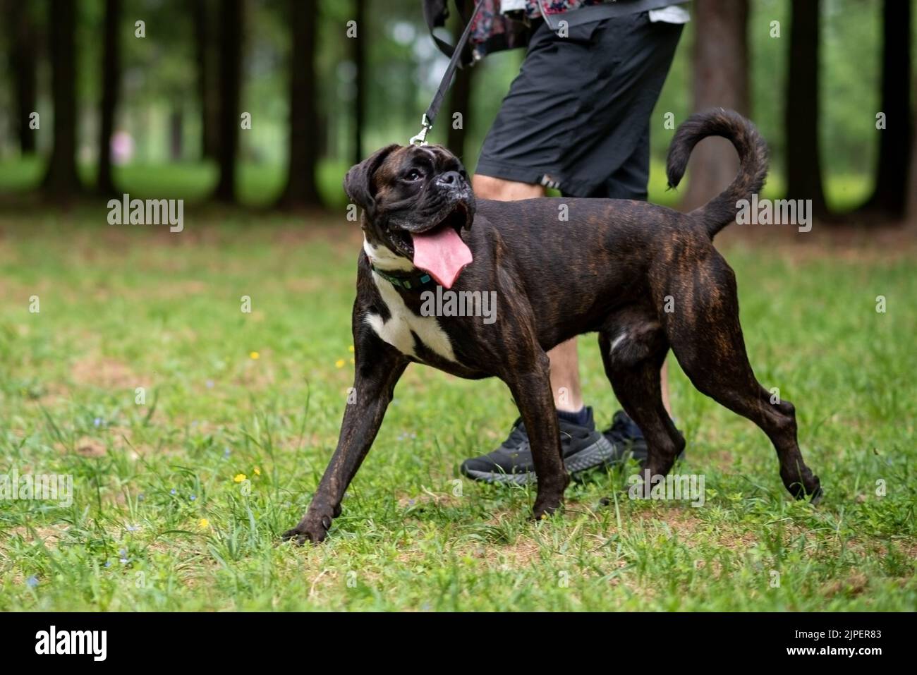 Boxeur avec queue non ancrée pour une promenade dans le parc. Photo de haute qualité Banque D'Images