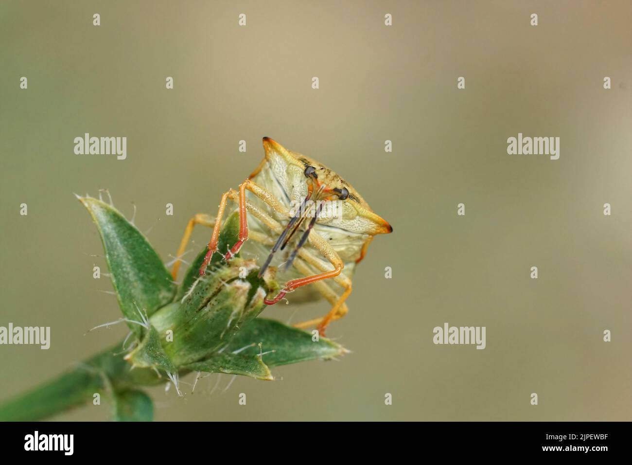 Gros plan frontal vers le haut détaillé sur une coccinelle méditerranéenne colorée, Carpocoris mediterraneus atlanticus Banque D'Images