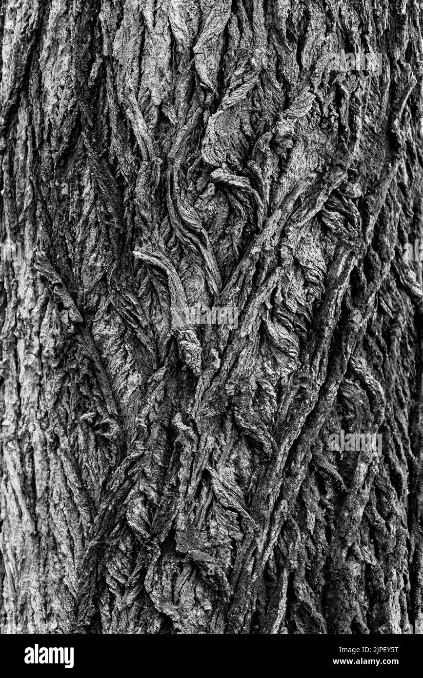 Background.Bark d'un tronc d'arbre. Photo en noir et blanc. Banque D'Images