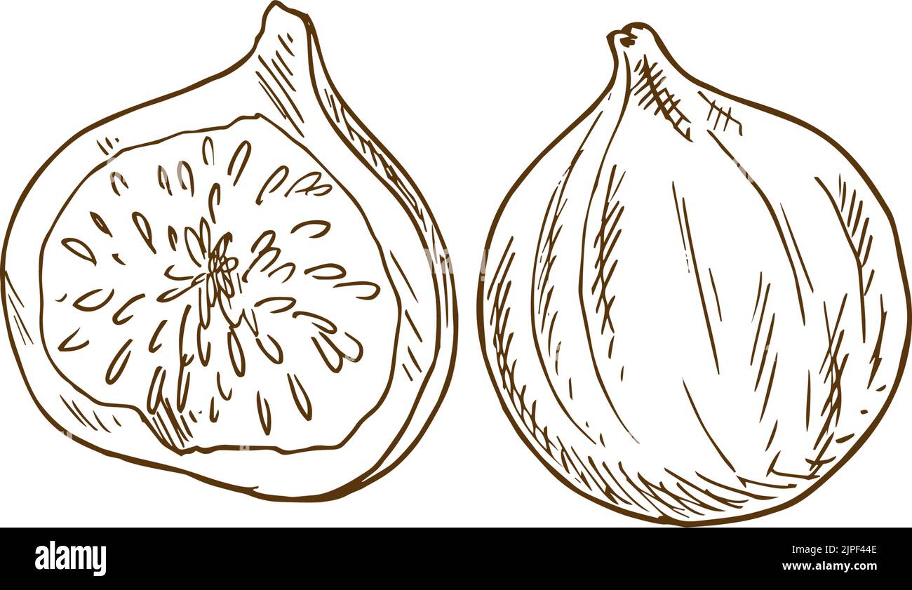 Fig fruits exotiques nourriture tropicale isolée. Vector Exotic dessert entier et coupé, en-cas sucré Illustration de Vecteur