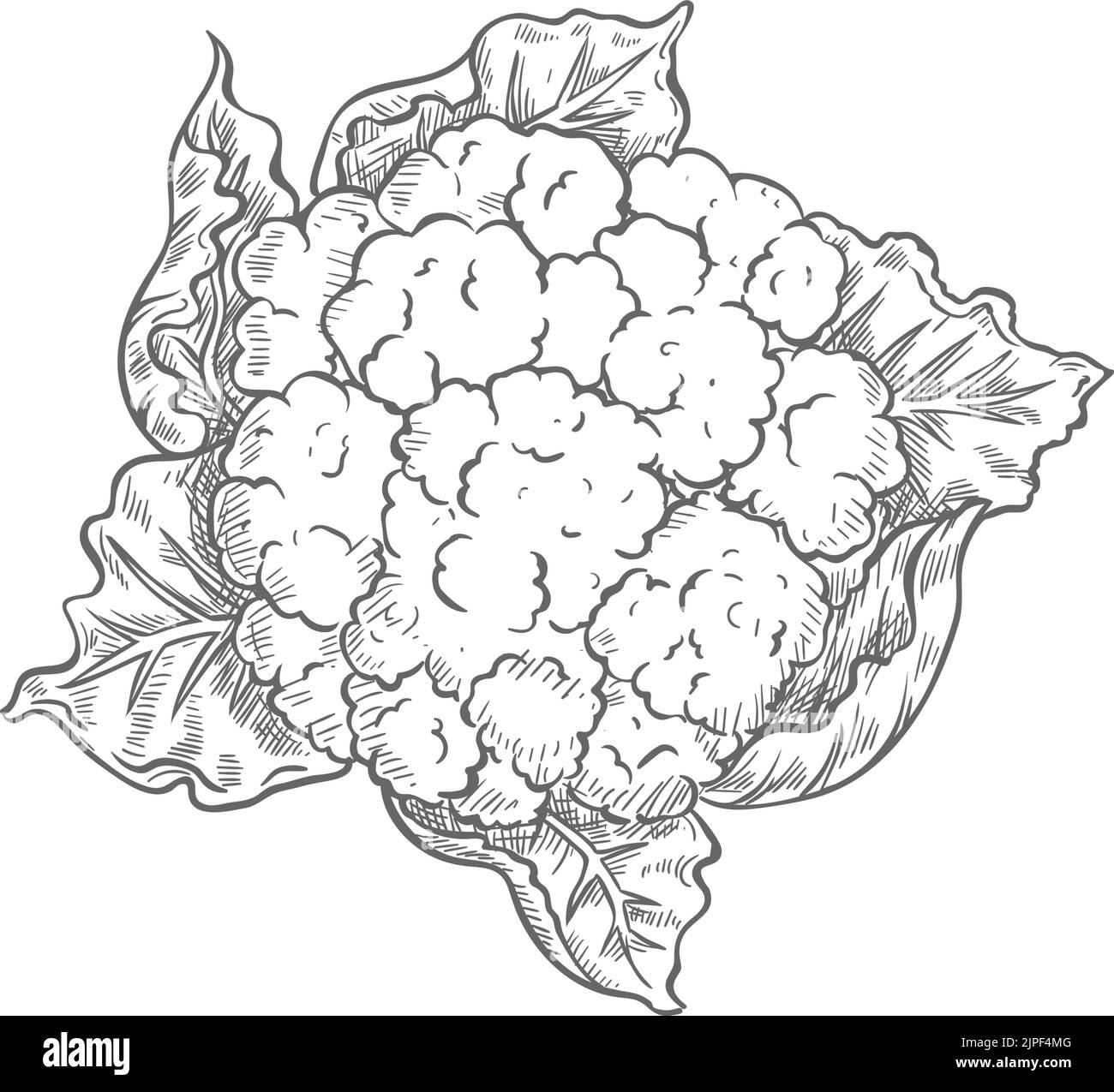 Chou-fleur légume isolé brassica esquisse monochrome. Vector nourriture végétarienne, légumes biologiques, Brassica oleracea plante annuelle, seule la tête est consommée. Chou-fleur blanc ou vert à la main Illustration de Vecteur