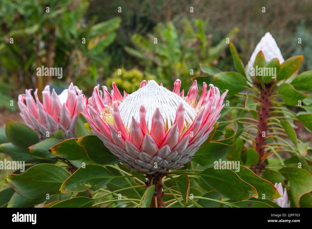 Gros plan de King protea, Protea cynaroides fleurient dans le jardin d'Hawaï Banque D'Images