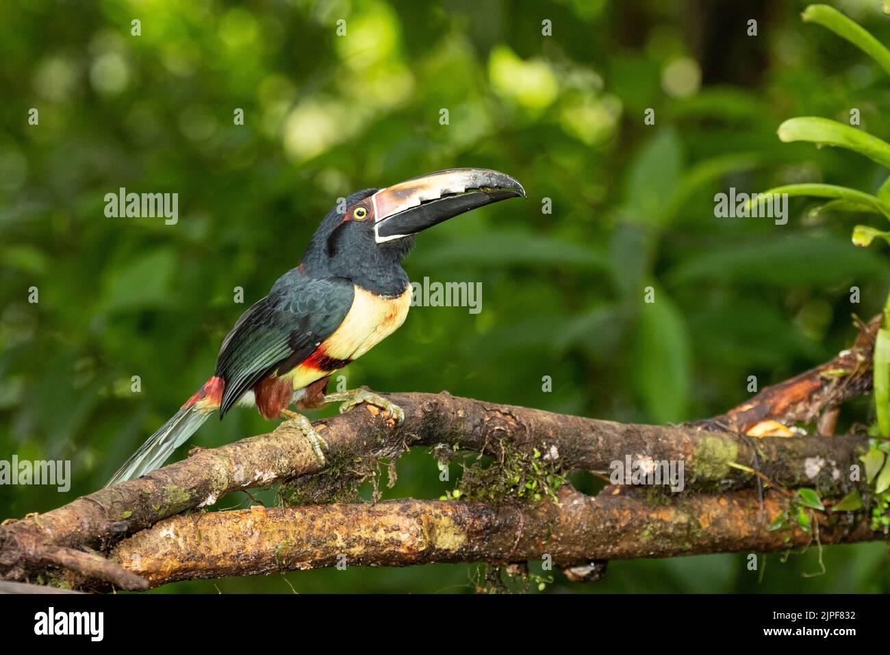 (Pteroglossus Aracari à collier torquatus) Banque D'Images