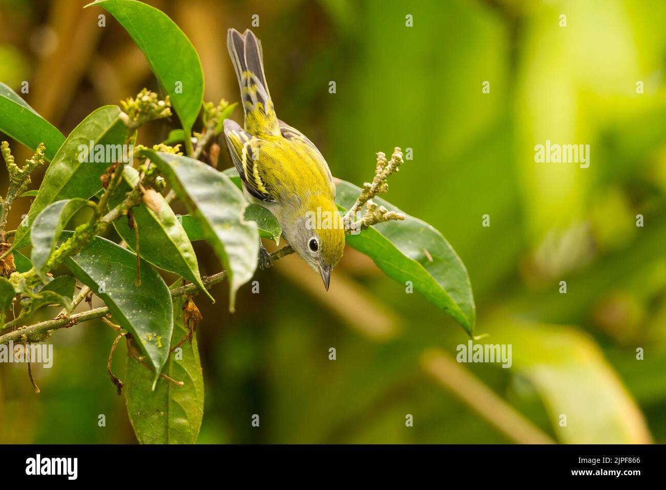 Paruline à flancs de châtaignier (Setophaga pensylvanica), mâle, non reproductrice Banque D'Images