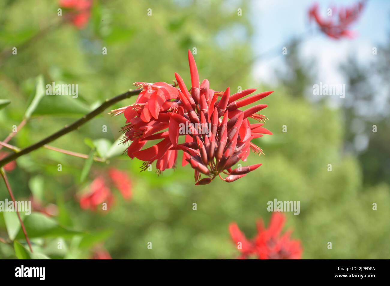 Rouge Erythrina crista-galli également connu sous le nom de fleurs d'arbre de corail de cockspur dans l'après-midi ensoleillé Banque D'Images