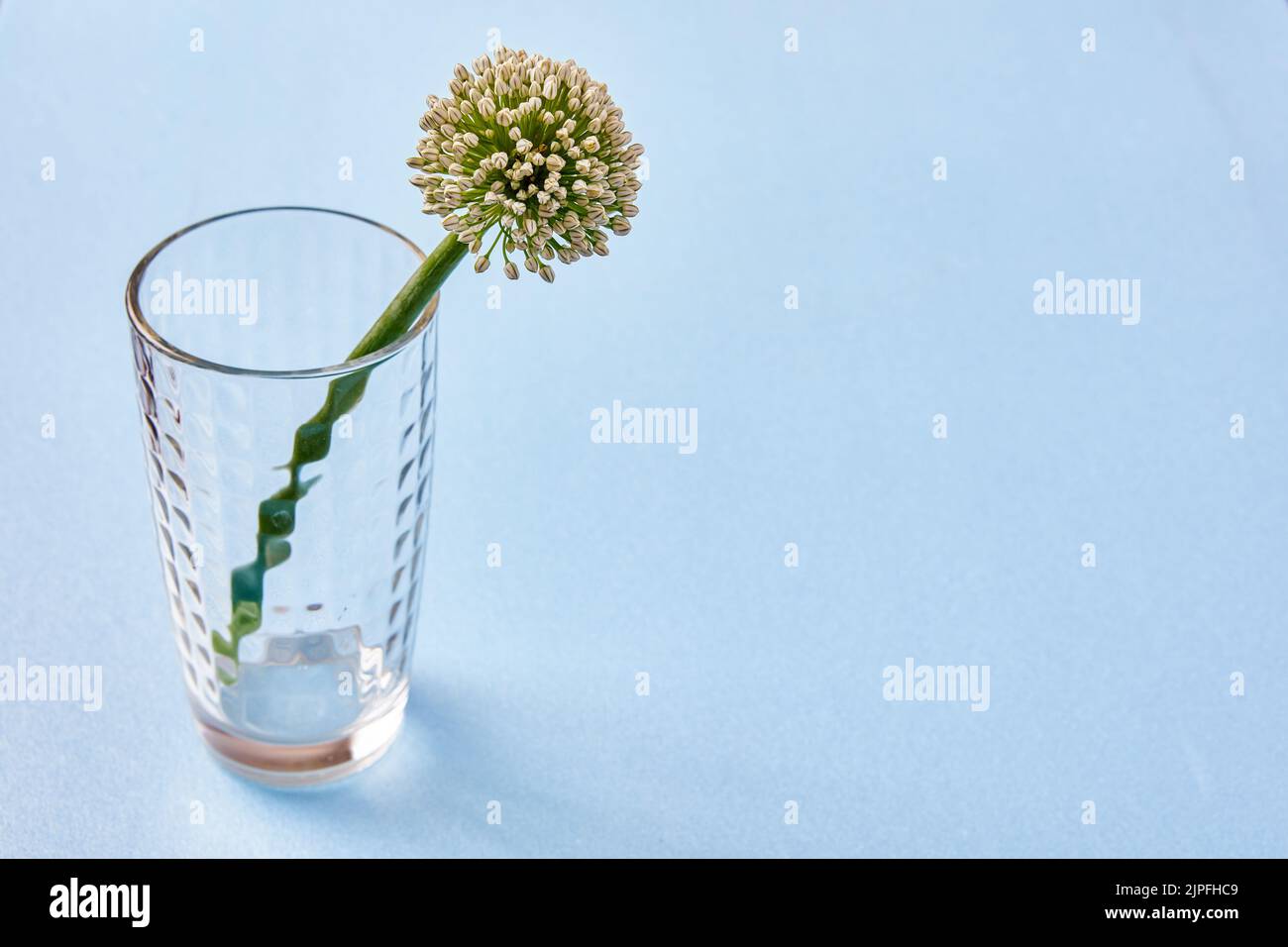 Fleur d'oignon sur tige verte dans un vase en verre, les oignons produisent des boules recouvertes de petites fleurs prêtes pour la pollinisation, fond bleu. Banque D'Images