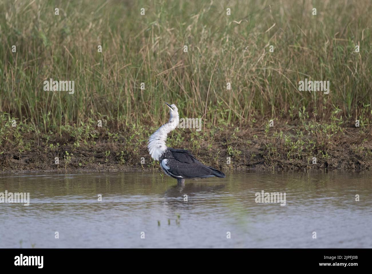 Un jeune héron à col blanc montre avec succès la chasse aux crevettes d'eau douce dans un billabong peu profond dans l'ouest du Queensland en Australie. Banque D'Images