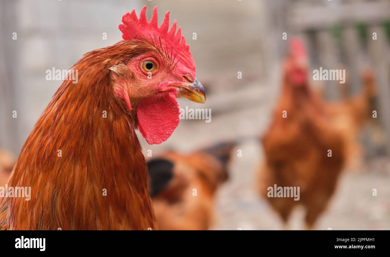 Gros plan portrait arrière-cour rural Red Cockerel poulet rôti de Rhode Island Banque D'Images