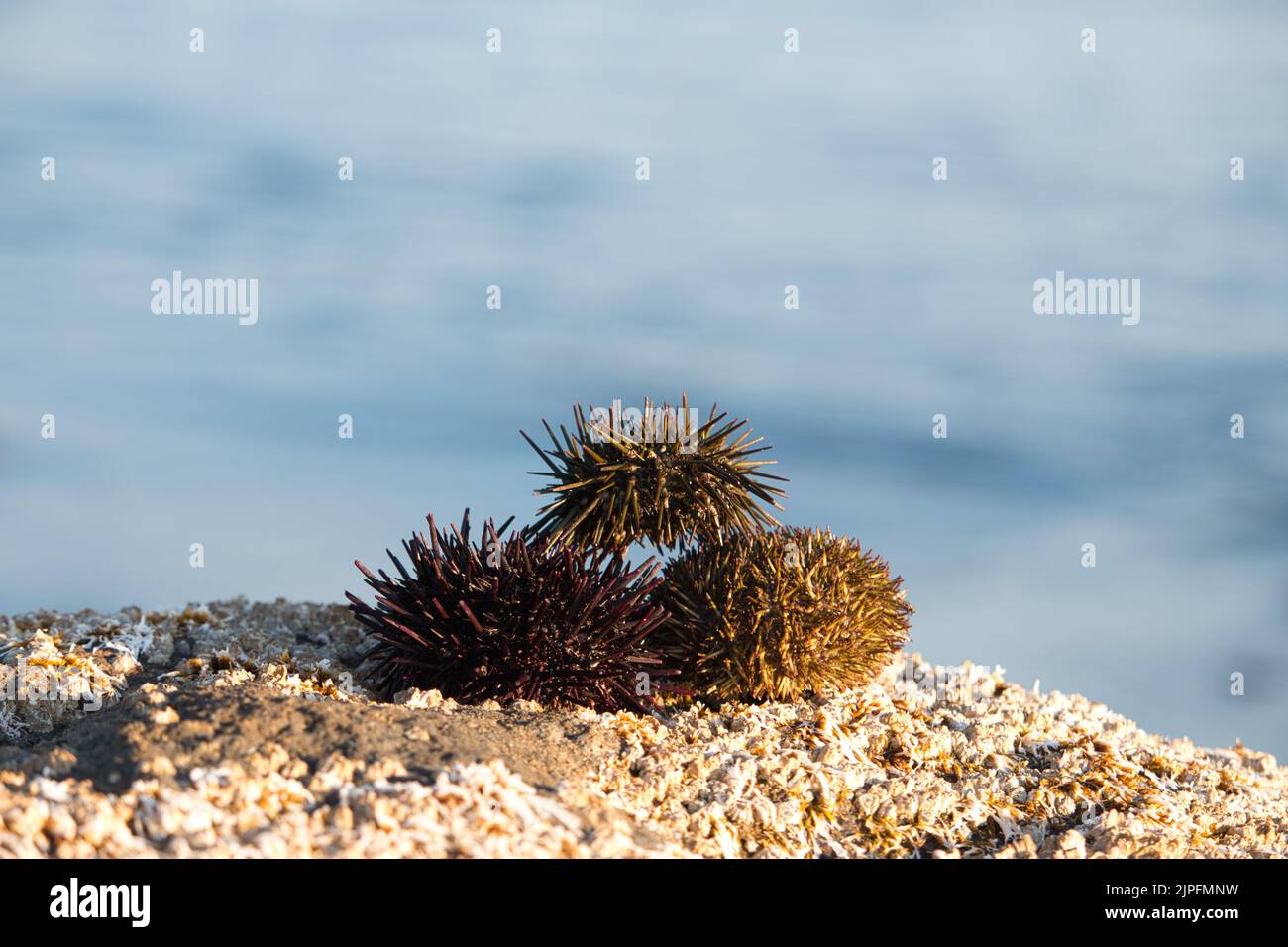 Trois oursins sur le rocher par la mer Banque D'Images