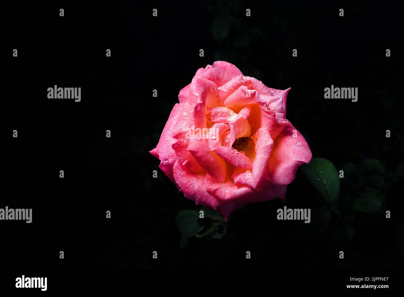Une rose délicate avec des gouttes de rosée sur les pétales sur fond noir Banque D'Images