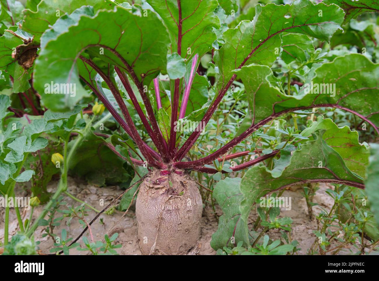 Les feuilles de vert frais de culture de racines de betterave dans le jardin de terrain bon à récolter Banque D'Images