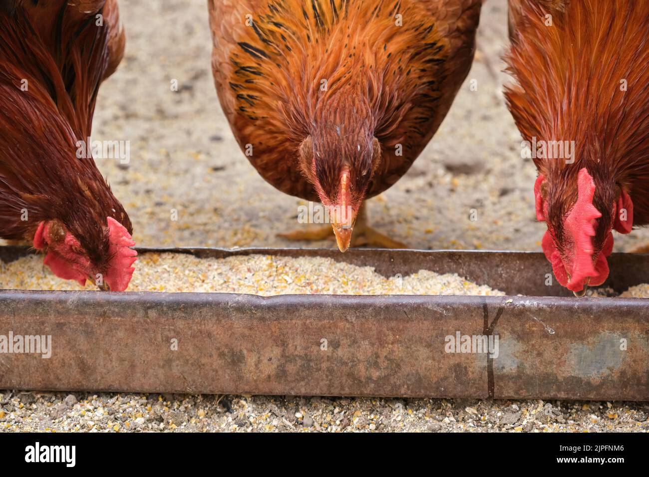 Fermez les poulets de chair de poule de campagne biologique de la gamme libre en manger du plateau d'alimentation de maïs de grain Banque D'Images