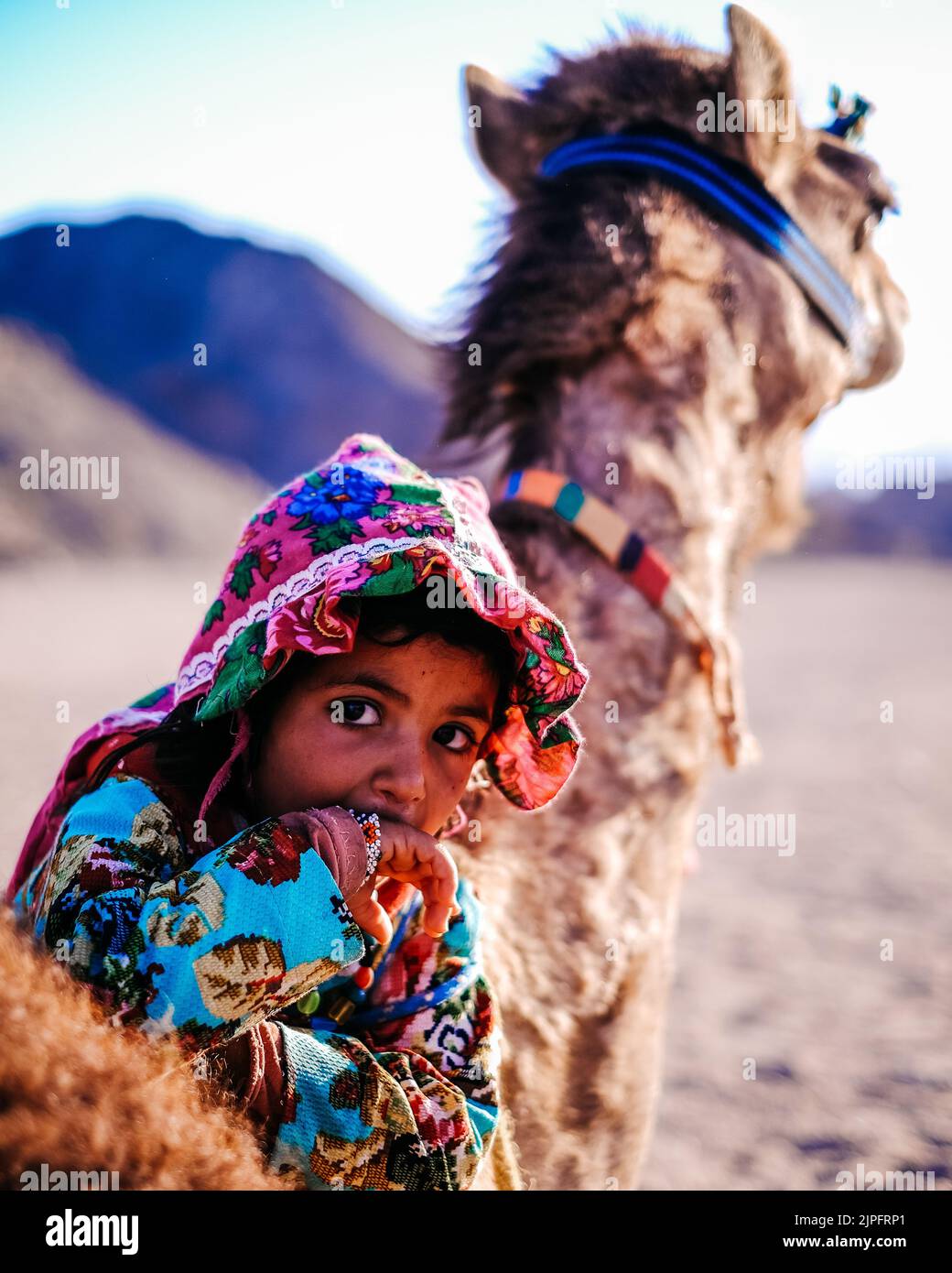 Petite fille bédouine égyptienne avec son chameau Banque D'Images