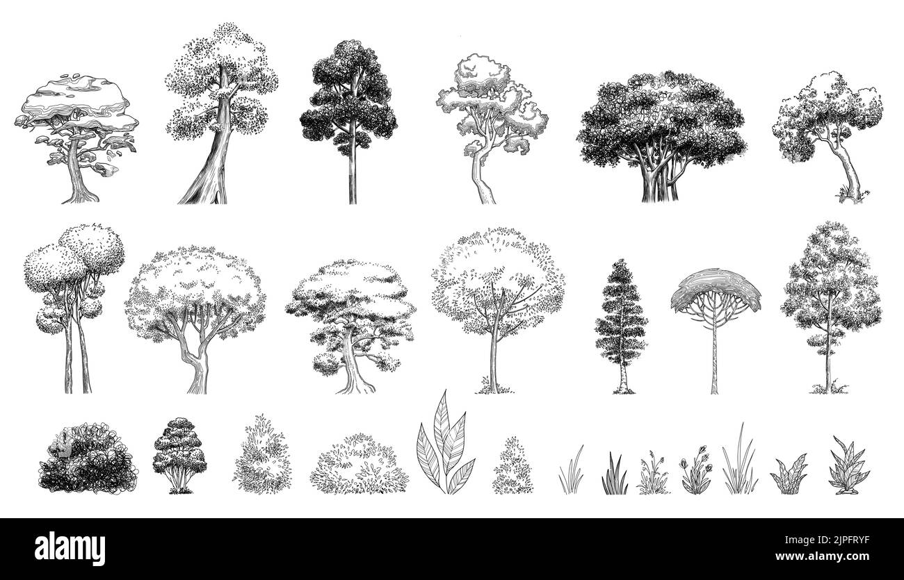 Cadre de l'ensemble d'icônes de forêt d'arbres végétaux, vecteur tracé à la main. Dessin de jardin Illustration de Vecteur