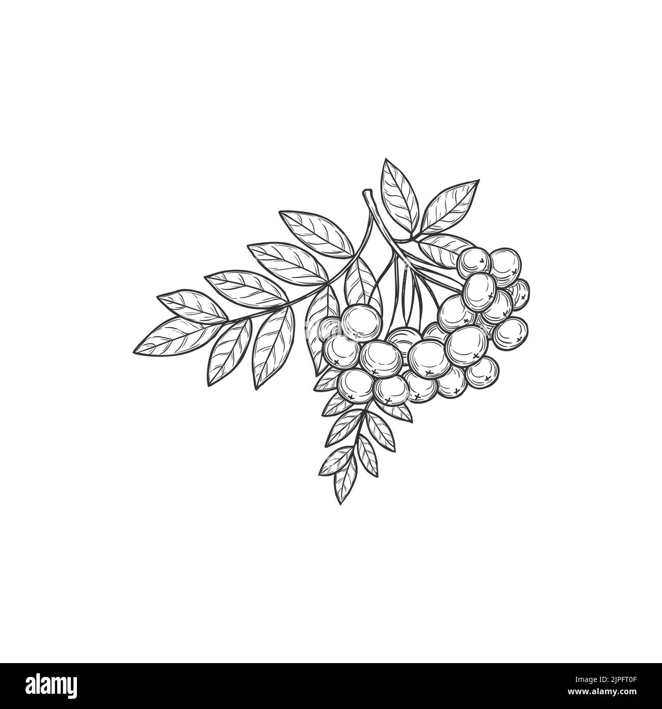 Bouquet de baies et feuilles de Rowan sur le croquis d'icône monochrome isolé de branche. Framboise vectorielle, arbustes à cendres de montagne ou arbres du genre Sorbus de la famille des roses. Automne automne récolte décoration Illustration de Vecteur