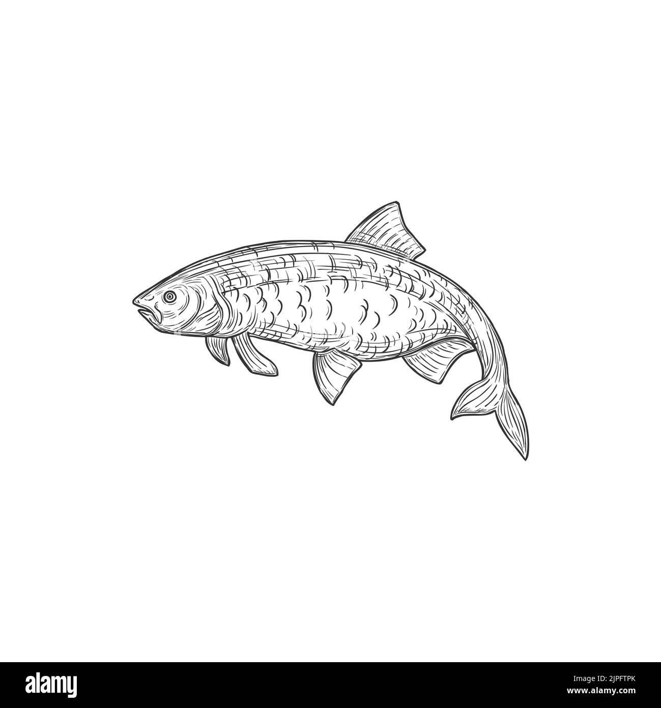 Harengs ou sardine d'eau salée animal isolé icône monochrome. Vector sardina, poissons marins de thon rouge, habitat aquatique d'eau salée à sang froid. Petit poisson de l'aleck de pilchard ou de l'alec dans les Clupeidae de hareng Illustration de Vecteur