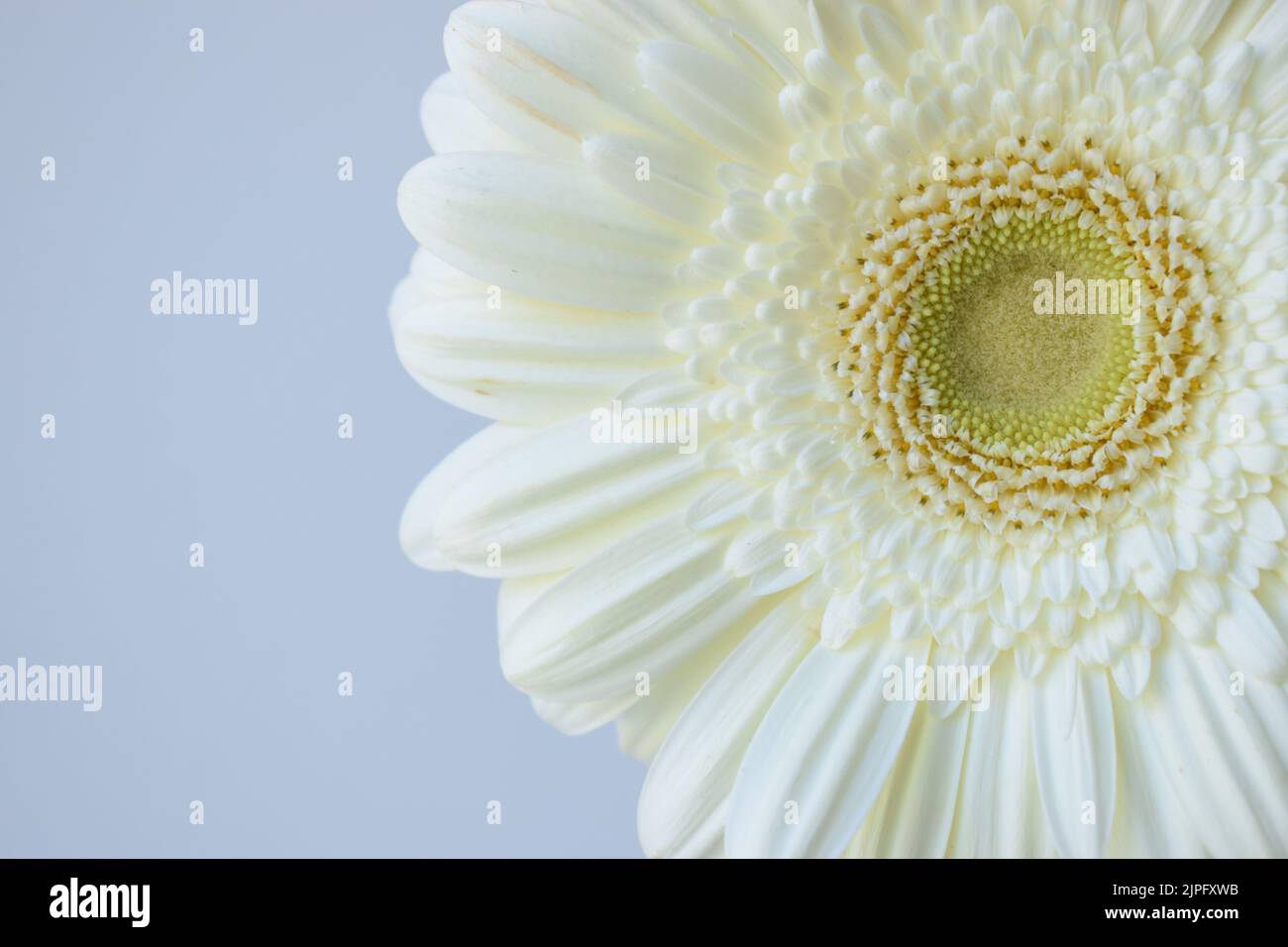 Belle fleur en pâquerette blanche et douce isolée pour le fond d'écran et le papier peint Banque D'Images