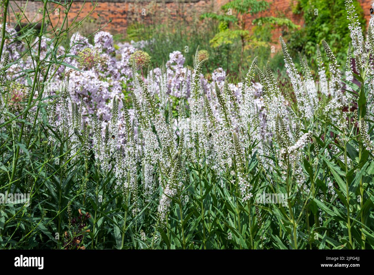 Lysimachia Ephemerum, vivace herbacée avec de grandes pointes de fleurs blanches en été. Banque D'Images