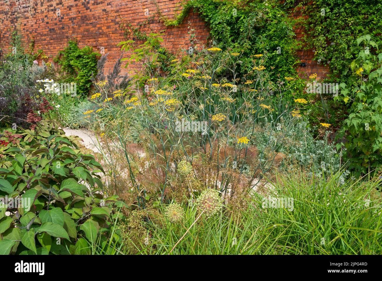 Bordure herbacée incluant une usine de fenouil en bronze dans le jardin clos de RHS Bridgewater, Grand Manchester, Angleterre. Banque D'Images