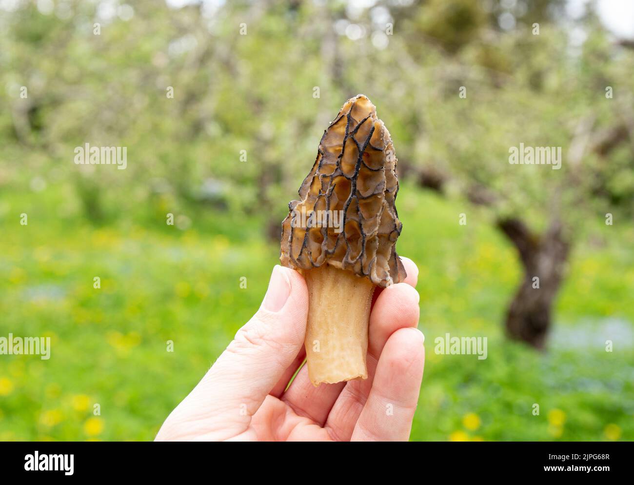 Personne main tenant et montrant comestible Morchella conica champignon sauvage appelé morel noir dehors au printemps. Banque D'Images