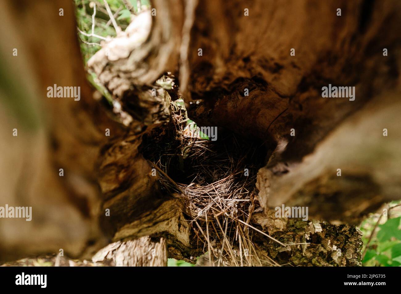 Plan détaillé d'un nid d'oiseau à l'intérieur d'un arbre, monde sauvage d'oiseaux. Banque D'Images