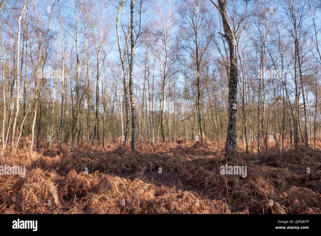 Grande forêt avec la végétation séchée très dangereuse pour les incendies Banque D'Images