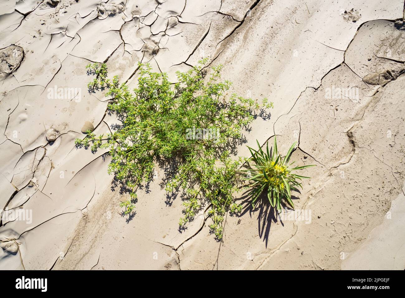 Photo symbolique, espoir, environnement, fleurs vertes stands dans les motifs secs de lit de rivière. Rivière Swakop, Namibie, Afrique Banque D'Images