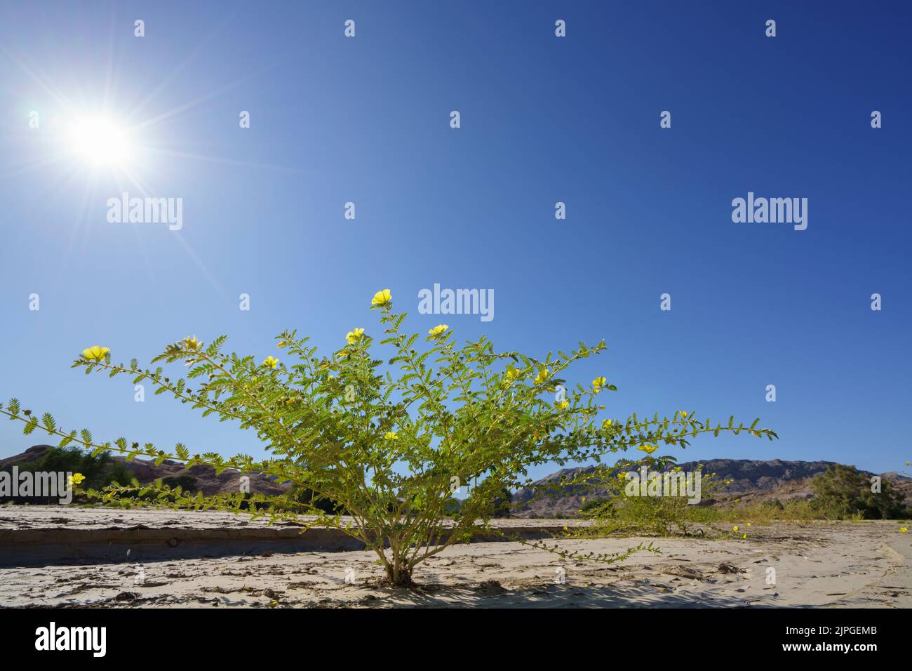 Photo symbolique, espoir, Environnement, les stands de fleurs jaunes dans les motifs de lit de rivière sec. Rivière Swakop, Namibie, Afrique Banque D'Images