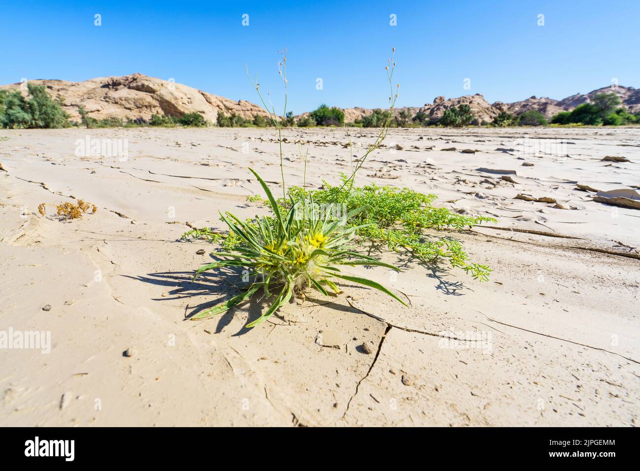 Photo symbolique, espoir, environnement, fleurs vertes stands dans les motifs secs de lit de rivière. Rivière Swakop, Namibie, Afrique Banque D'Images