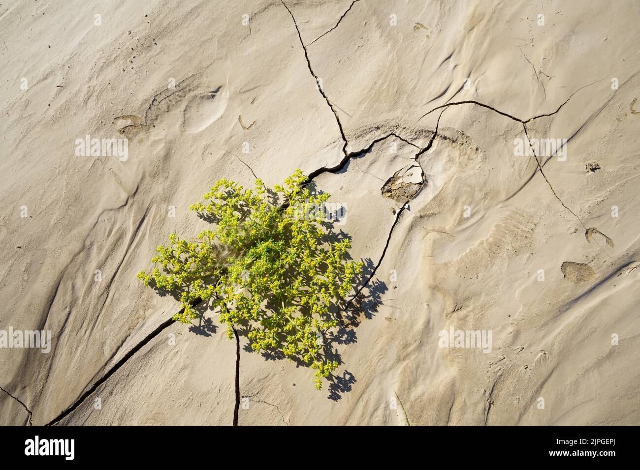 Photo symbolique, espoir, environnement, fleurs vertes stands dans les motifs secs de lit de rivière. Rivière Swakop, Namibie, Afrique Banque D'Images