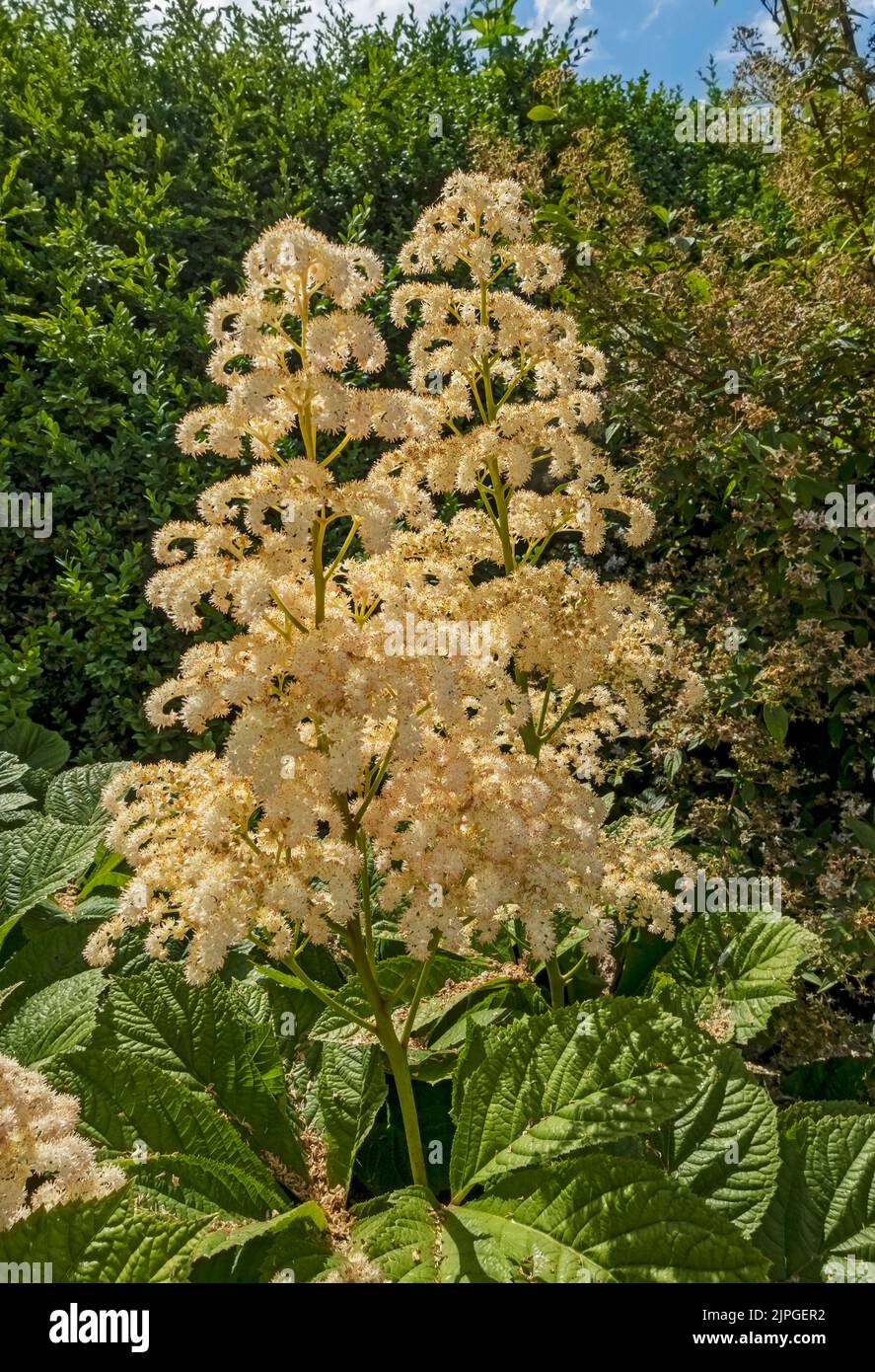 Gros plan de fleurs de crème de Rodgersia aesculifolia saxifragaceae fleurs vivaces dans un jardin de chalet frontière en été Angleterre Royaume-Uni Grande-Bretagne Banque D'Images