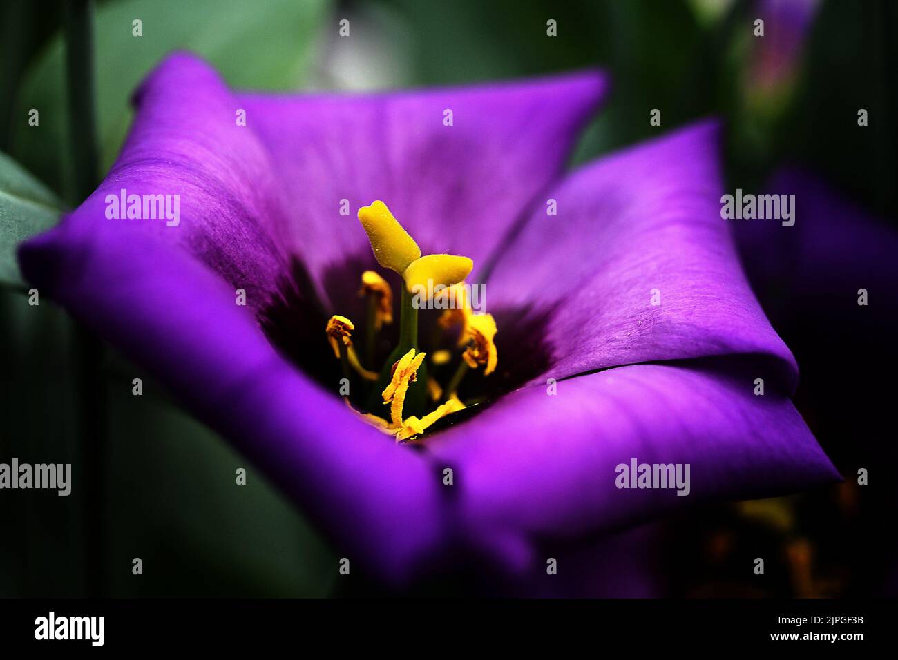 Fond violet de fleurs Banque D'Images