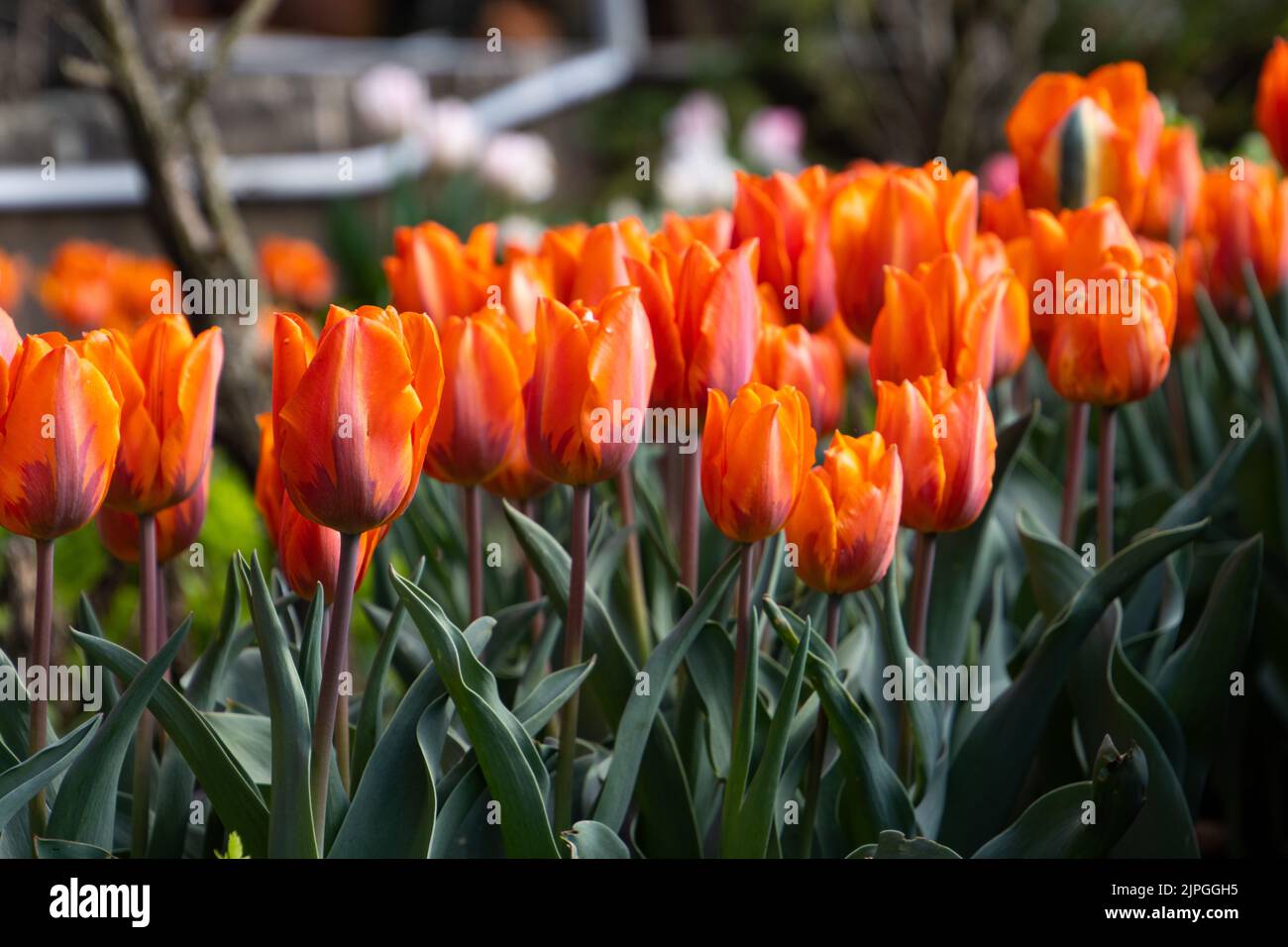 Vue latérale des tulipes de couleur orange ou corail Banque D'Images