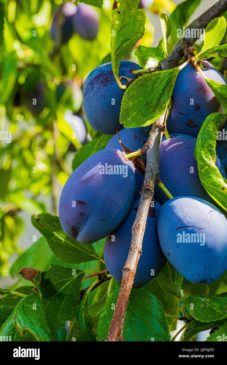 une branche pleine de plusieurs prunes prêtes pour la récolte Banque D'Images