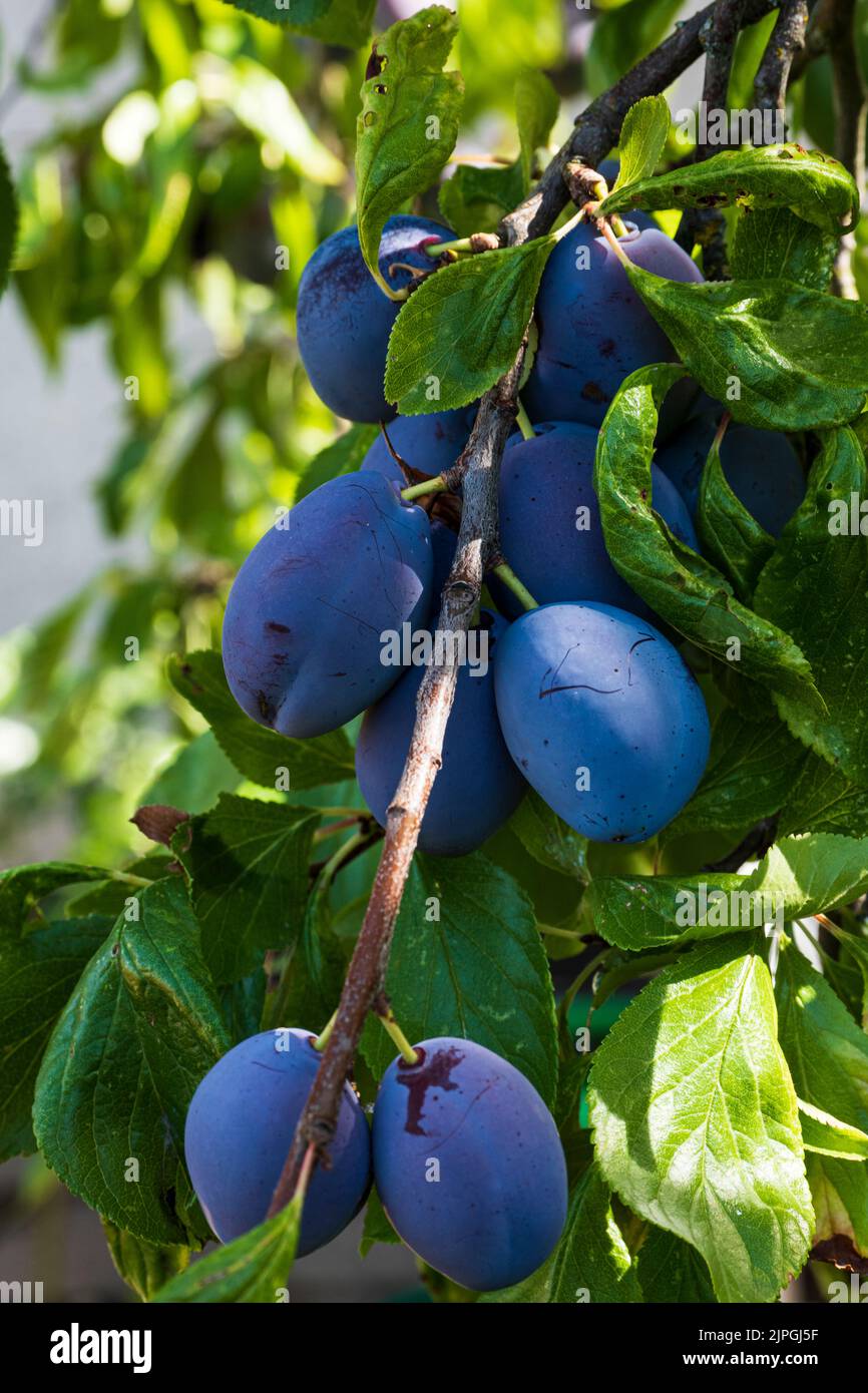 une branche pleine de plusieurs prunes prêtes pour la récolte Banque D'Images