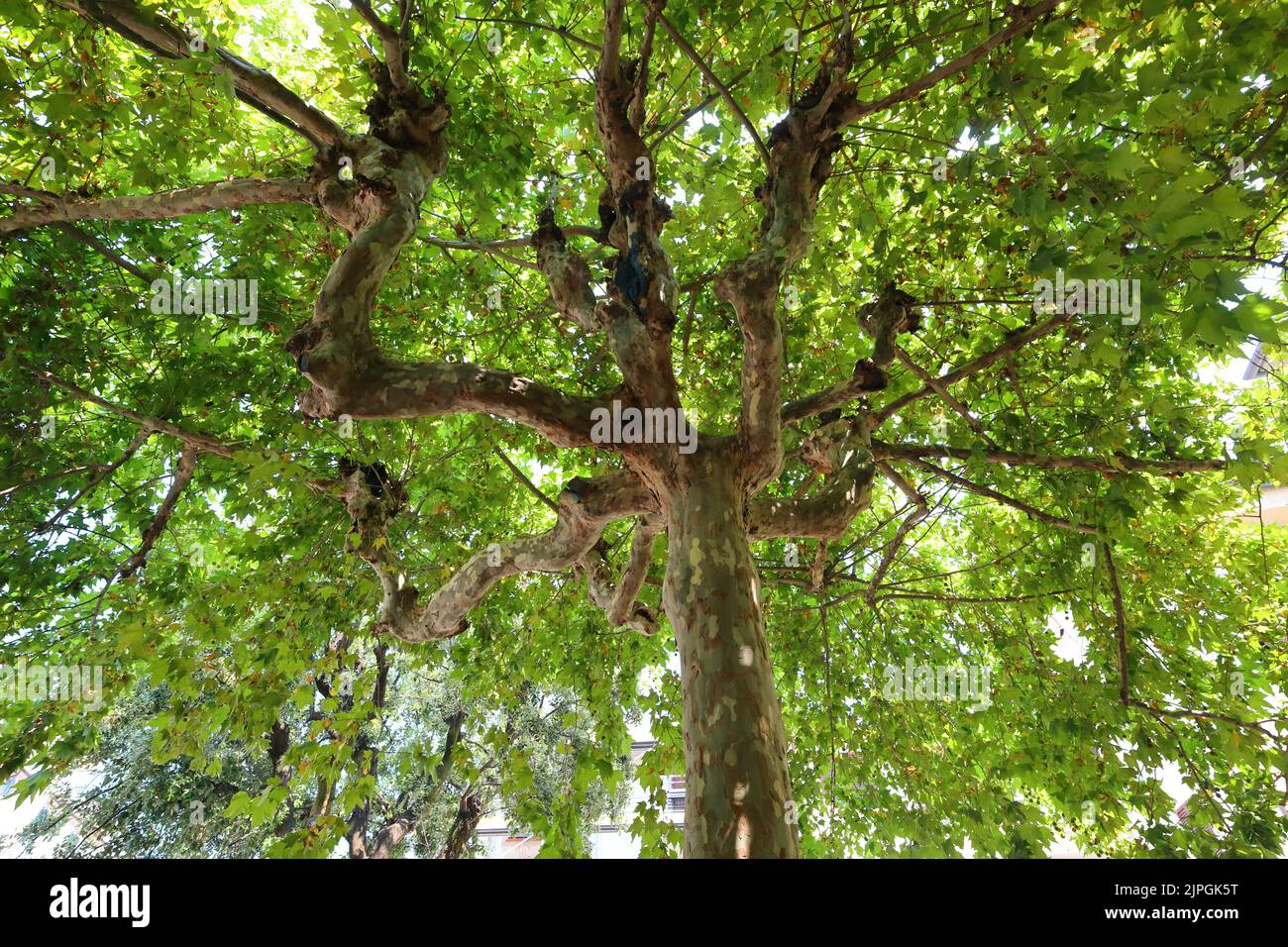 Gros plan d'un arbre de plan oriental. Montecatini terme, Toscane, Italie. Banque D'Images