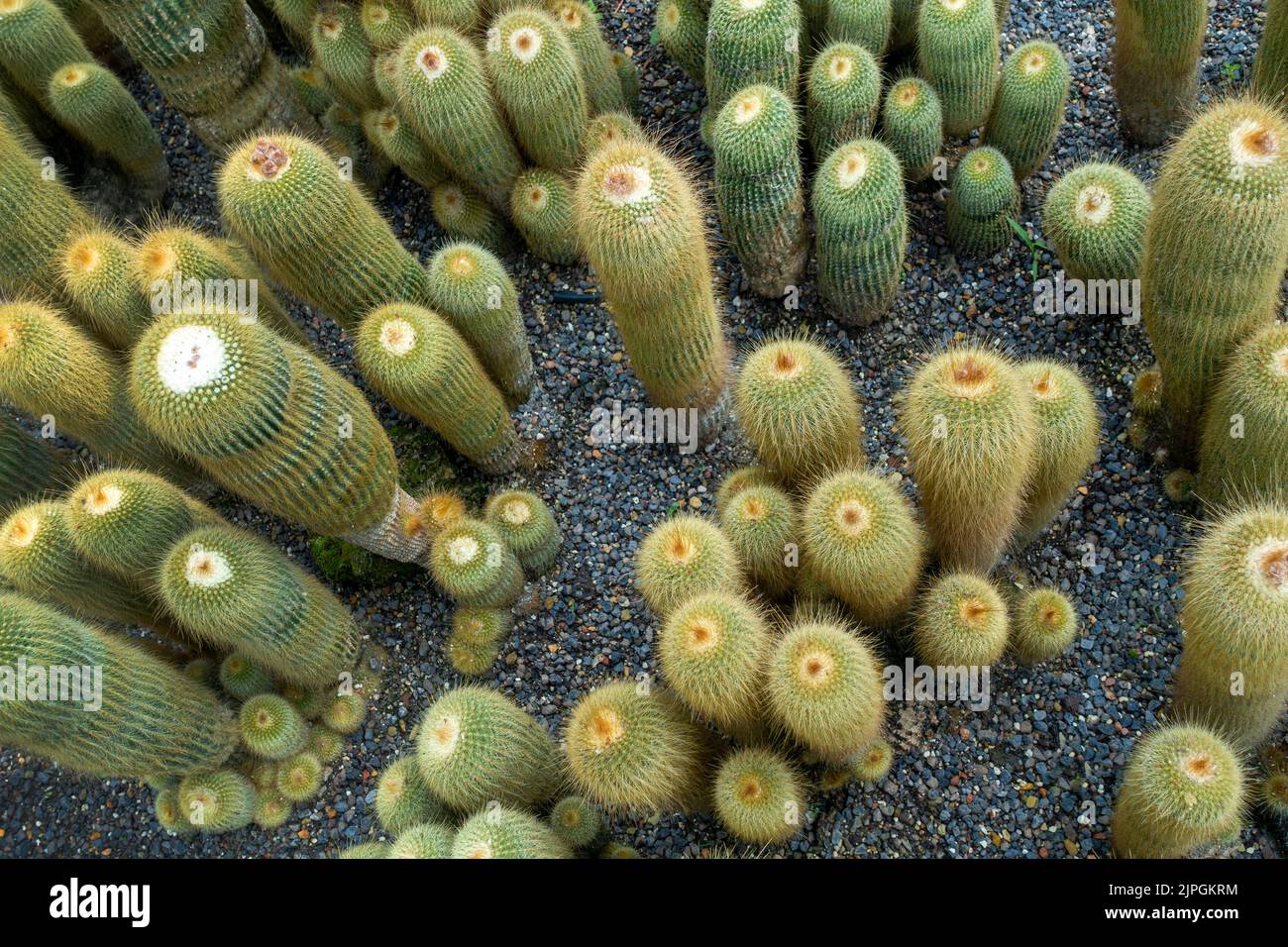 cactus, cactus Banque D'Images