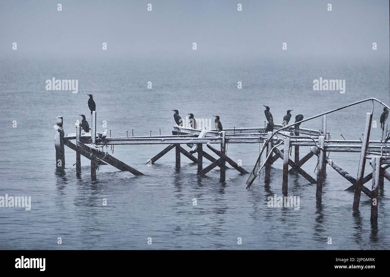 L'Europe se hante lors d'un blizzard sur un quai, Godøy, Sunnmøre, Møre og Romsdal, Norvège. Banque D'Images