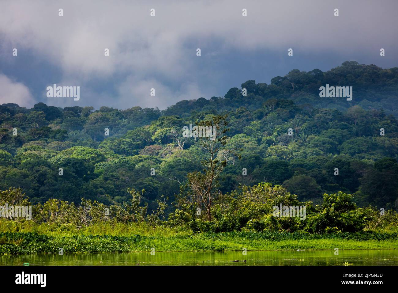 Paysage du Panama avec forêt tropicale des plaines dans la saison des pluies dans le parc national de Soberania, République de Panama, Amérique centrale. Banque D'Images