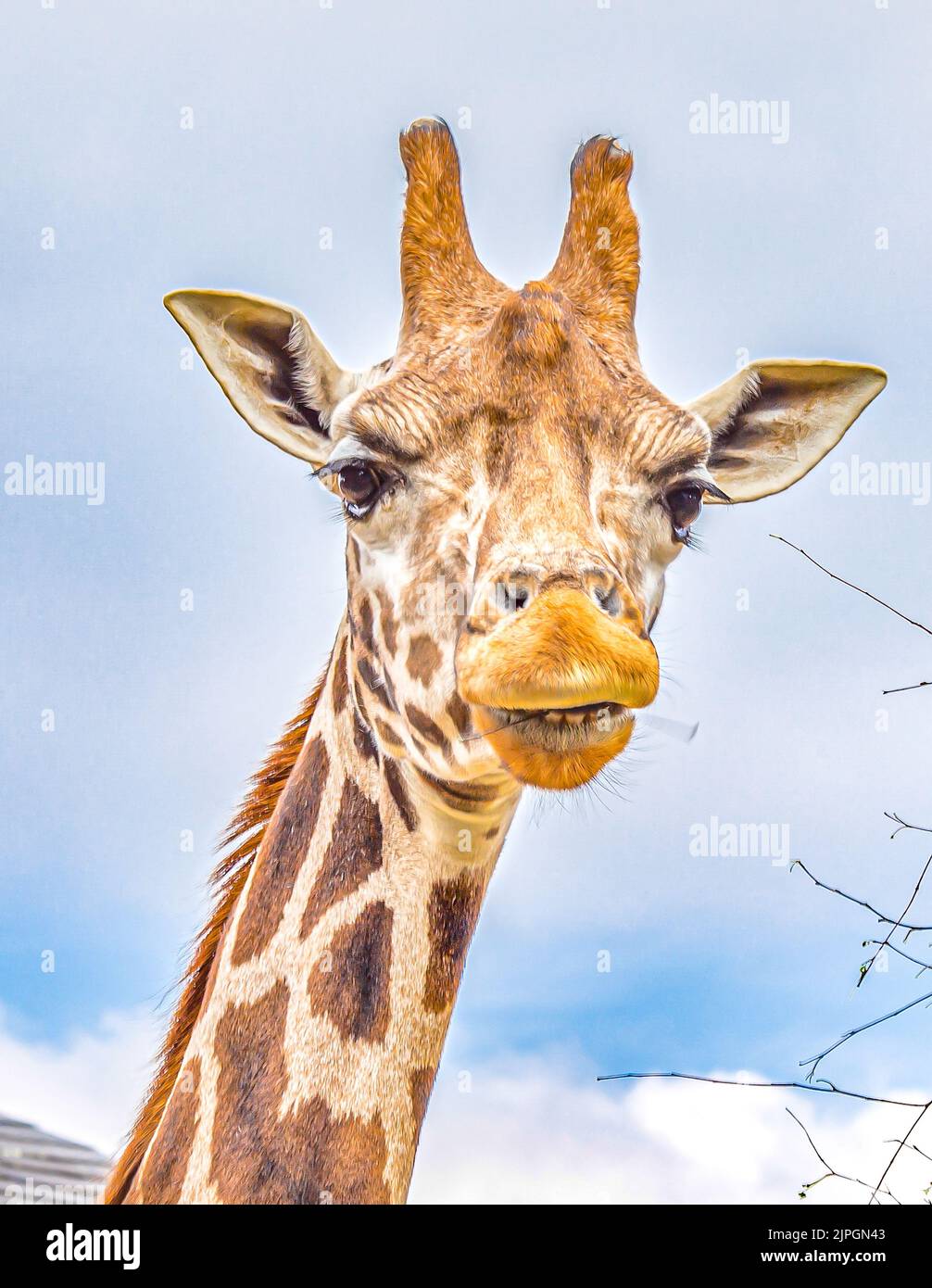 Belles girafes au zoo de Londres, zoo de Londres ZSL Banque D'Images