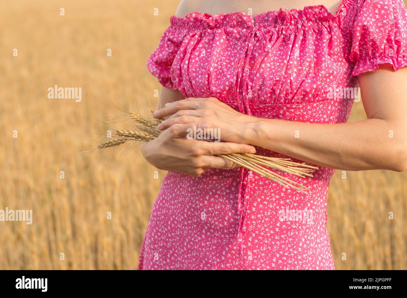 Femme méconnaissable dans un champ de blé tenant des épillets de blé dans ses mains. Champ de blé, récolte Banque D'Images